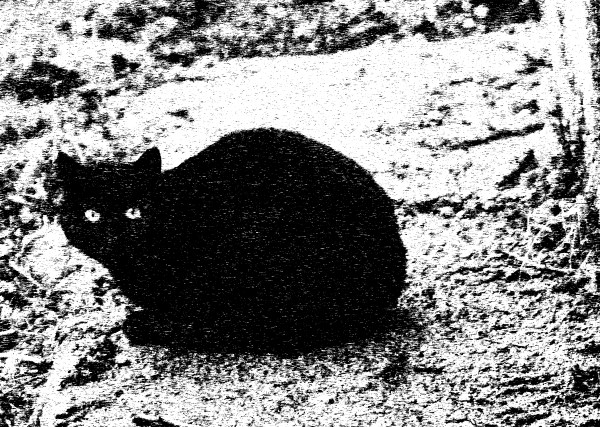 black cat of the night